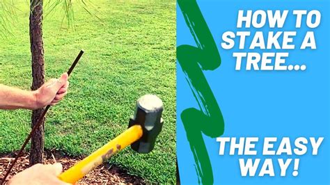 best way to stake a tree.